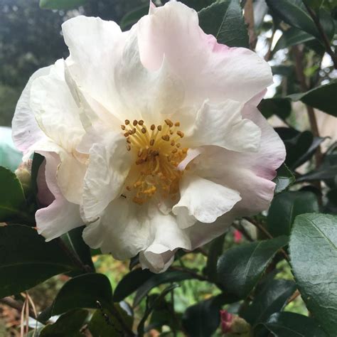 October's Dawn Camellias: A Delight for the Senses
